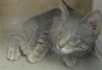 A478039 -  Domestic Short Hair Cat for Adoption in Oklahoma City, Oklahoma - A478039 | PetCurious