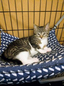Henny -  American Shorthair Cat Available for Adoption in New York, New York - Henny | PetCurious