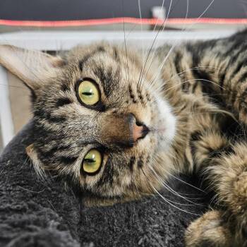 Domestic Medium Hair Cats Available for Adoption in Las Vegas, Nevada - Fire Lord Ozai | PetCurious