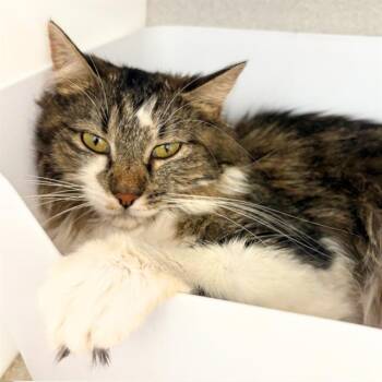 MIA -  Domestic Long Hair Cat for Adoption in Aurora, Colorado - MIA | PetCurious