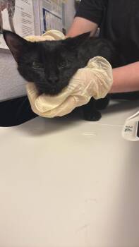 Hannah -  Domestic Short Hair Cat Available for Adoption in New Braunfels, Texas - Hannah | PetCurious