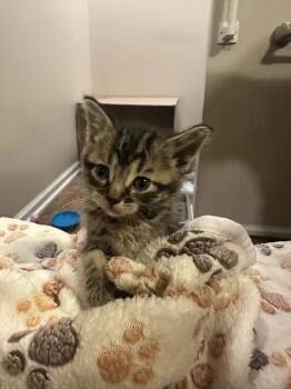 Sneezy -  Domestic Short Hair Cat for Adoption in Wyoming, Michigan - Sneezy | PetCurious