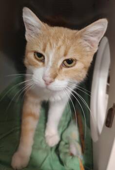 Domestic Short Hair Cats Available for Adoption in Phoenix, Arizona - Bonnie *FIV+* | PetCurious