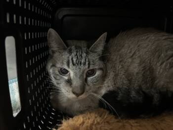 Rescue Domestic Short Hair Cats for Adoption in Portsmouth, Virginia - Avalon | PetCurious