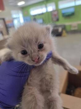 CREAM SODA -  Domestic Short Hair Cat for Adoption in Louisville, Kentucky - CREAM SODA | PetCurious