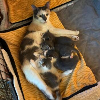 Poppy -  Domestic Short Hair Cat for Adoption in Mebane, North Carolina - Poppy | PetCurious
