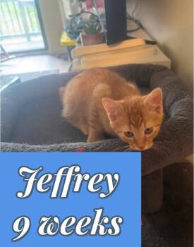 Jeffrey (O) -  Domestic Short Hair Cat Available for Adoption in Liberty, New York - Jeffrey (O) | PetCurious