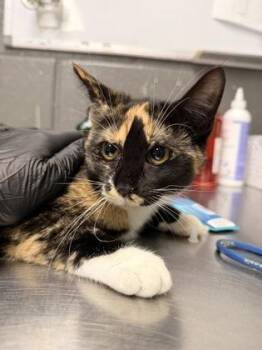 Domestic Short Hair Cats Available for Adoption - Amarena | PetCurious