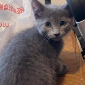 Punchki CS 0626 -  Domestic Short Hair Cat for Adoption - Punchki CS 0626 | PetCurious