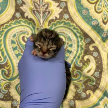 Secret Wonderland -  Domestic Short Hair Cat for Adoption in Charlottesville, Virginia - Secret Wonderland | PetCurious