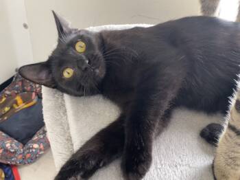 Rescue Domestic Short Hair Cats for Adoption in Fort Collins, Colorado - Jenn | PetCurious