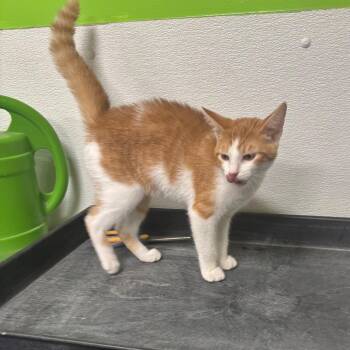 Maggie -  Domestic Short Hair Cat for Adoption in Brookfield, Missouri - Maggie | PetCurious