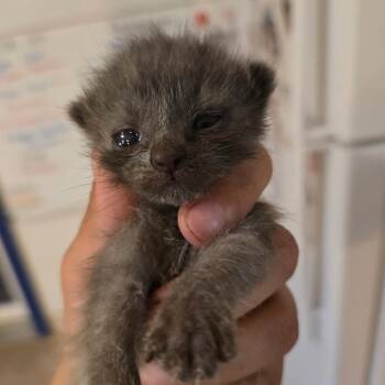 Gladys -  Domestic Short Hair Cat for Adoption in Hanna City, Illinois - Gladys | PetCurious