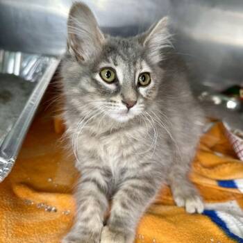 Juniper -  Domestic Medium Hair Cat for Adoption in Matteson, Illinois - Juniper | PetCurious