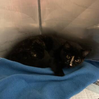 Domestic Short Hair Cats Available for Adoption in Monroe, Louisiana - Saint | PetCurious