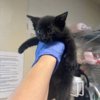 Socrates -  Domestic Short Hair Cat for Adoption in Pasadena, California - Socrates | PetCurious