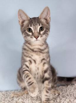 Disraeli -  Domestic Short Hair Cat for Adoption in Gilbert, Arizona - Disraeli | PetCurious
