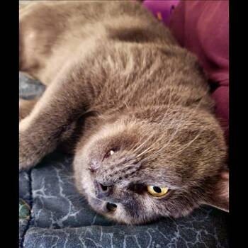 Domestic Short Hair Cats Available for Adoption - Earl | PetCurious