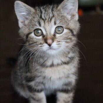 Ares.m -  Domestic Short Hair Cat for Adoption in Tampa, Florida - Ares.m | PetCurious