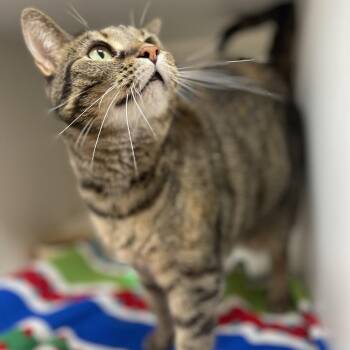 Opal -  Domestic Short Hair Cat for Adoption in Champaign, Illinois - Opal | PetCurious