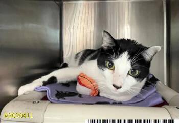 Domestic Short Hair Cats Available for Adoption - FELIX | PetCurious