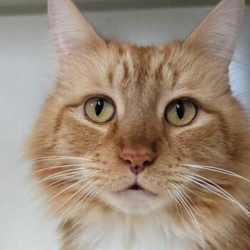 Domestic Long Hair Cats Available for Adoption - Big Mikey | PetCurious