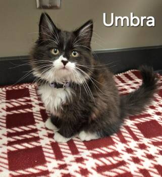 Domestic Long Hair Cats Available for Adoption in Sidney, Ohio - Umbra | PetCurious