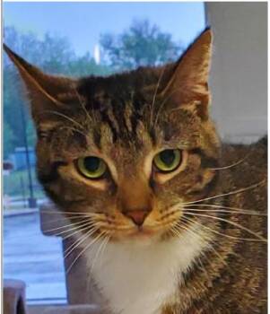 Joy -  Domestic Short Hair Cat Available for Adoption in Greenfield, Indiana - Joy | PetCurious