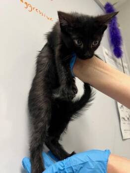 Domestic Short Hair Cats Available for Adoption - Rin | PetCurious