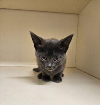 Baby Bean -  Domestic Short Hair Cat for Adoption in Bloomington, Indiana - Baby Bean | PetCurious