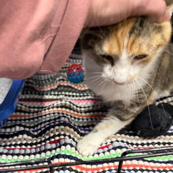 Domestic Short Hair Cats Available for Adoption - Persimmon | PetCurious