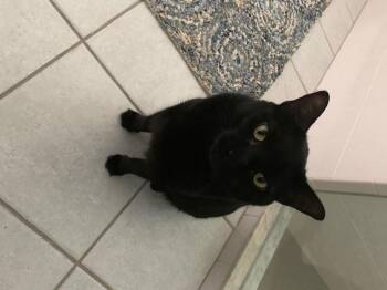 Darby -  Domestic Medium Hair Cat for Adoption in St. Petersburg, Florida - Darby | PetCurious