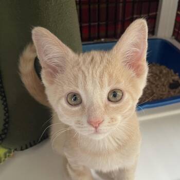 Cork Screw -  Domestic Short Hair Cat for Adoption in Chicago, Illinois - Cork Screw | PetCurious