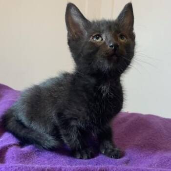 Lucas 8 wks -  Domestic Short Hair Cat for Adoption in London, Ontario - Lucas 8 Wks | PetCurious