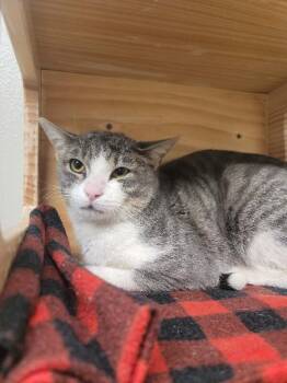 Domestic Short Hair Cats Available for Adoption - Wentworth | PetCurious