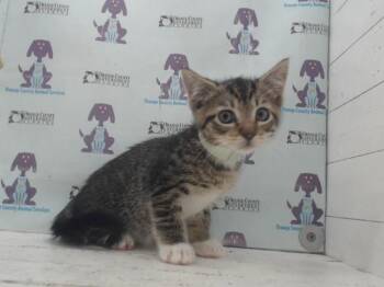 A599889 -  Domestic Short Hair Cat for Adoption in Orlando, Florida - A599889 | PetCurious