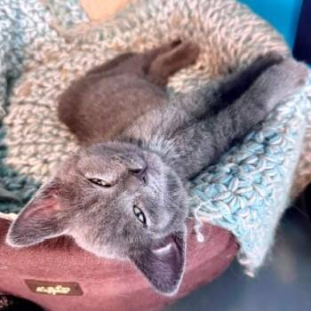 Domestic Short Hair Cats Available for Adoption in Green Bay, Wisconsin - Forest | PetCurious