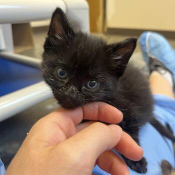 Kettlebell -  Domestic Medium Hair Cat for Adoption in Salisbury, North Carolina - Kettlebell | PetCurious