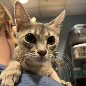 Darcie -  Domestic Short Hair Cat for Adoption in Chattanooga, Tennessee - Darcie | PetCurious