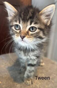 Domestic Medium Hair Cats Available for Adoption in Randolph, Alabama - Tween | PetCurious