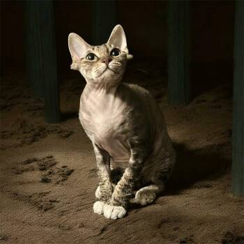 Jojo -  Sphynx Hairless Cat Cat for Adoption in Topeka, Kansas - Jojo | PetCurious