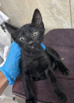Shaboozy -  Domestic Short Hair Cat for Adoption in Honolulu, Hawaii - Shaboozy | PetCurious