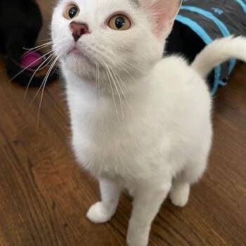Domestic Short Hair Cats Available for Adoption in Syracuse, New York - Iris | PetCurious