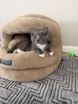Simon -  Domestic Short Hair Cat for Adoption in Sunrise, Florida - Simon | PetCurious