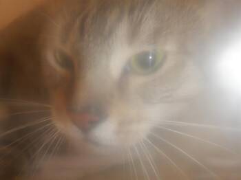 Rescue Domestic Short Hair Cats for Adoption in San Jose, California - A1395623 | PetCurious