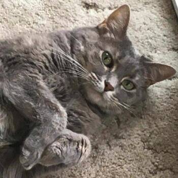 Rescue Domestic Short Hair Cats for Adoption in Huntington, West Virginia - Clover | PetCurious