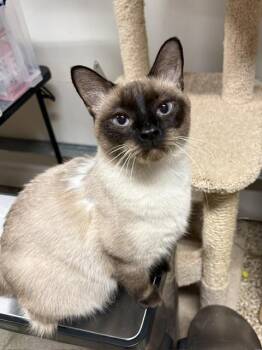 NC - CP Bella -  Siamese Cat for Adoption in Hazlet, New Jersey - NC - CP Bella | PetCurious