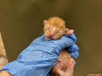 MARMALADE - NEEDS A FOSTER -  Domestic Short Hair Cat for Adoption in Ontario, California - MARMALADE - NEEDS A FOSTER | PetCurious