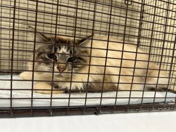 Siamese Cats Available for Adoption - 2026-02-045 TNR | PetCurious