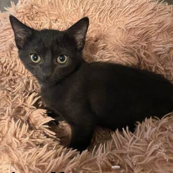 Salem DM -  Domestic Short Hair Cat for Adoption in Austin, Texas - Salem DM | PetCurious